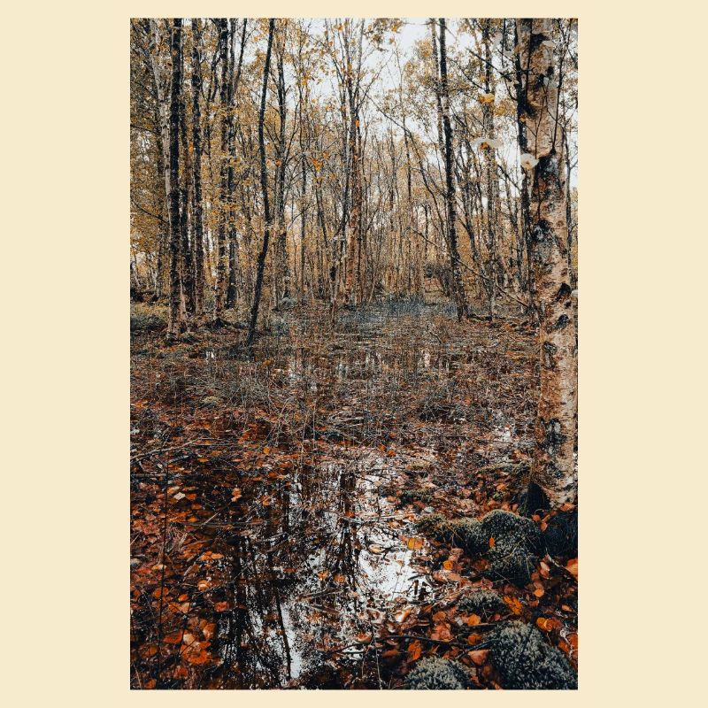 Wald