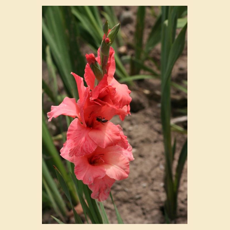 Gladiolus – starch in bloom