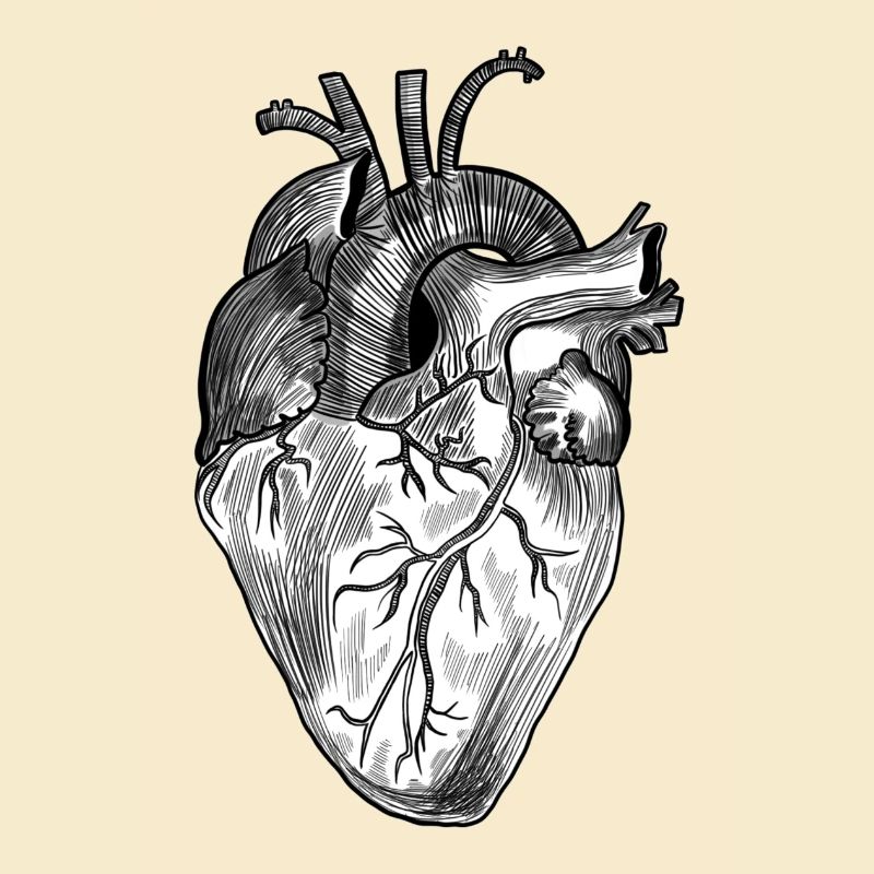 anatomisches Herz