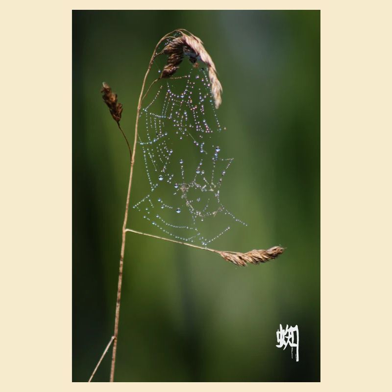 Spider Web, Dew & White Kumo