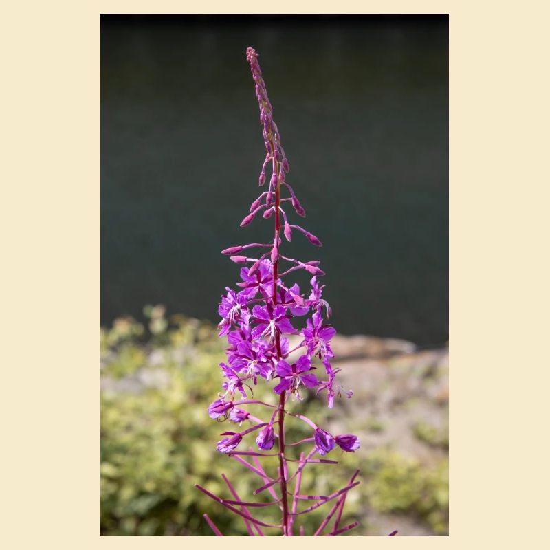 fireweed also willow herb also rosebay willowherb