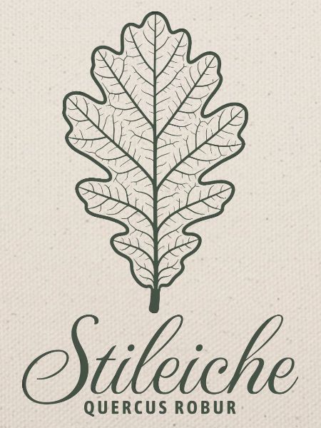 Stileiche | Eichenblatt Illustration | Baum