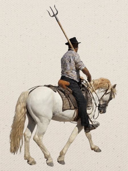Gardianischer Camargue