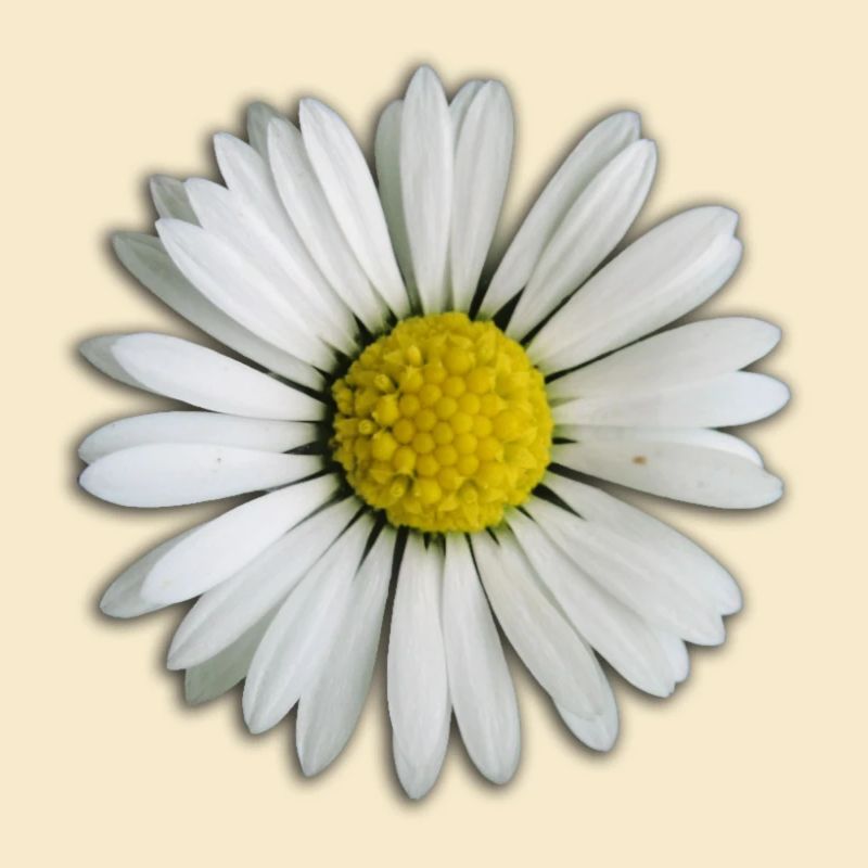 Gänseblümchen - Blume