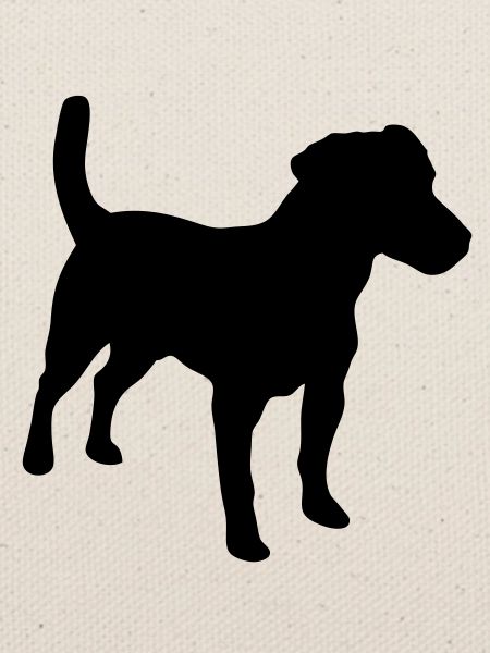 Jack Russell Terrier, Hund, Agility