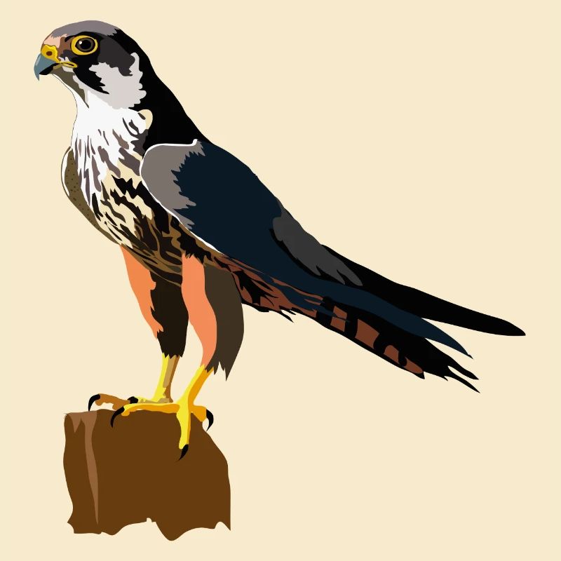 Baumfalke