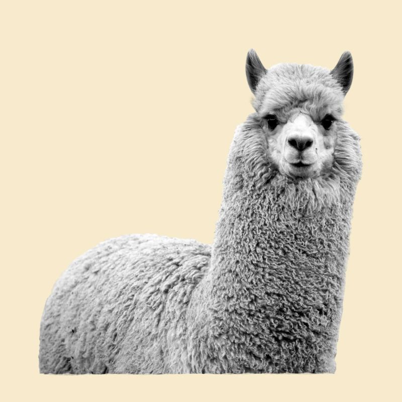 Alpaka