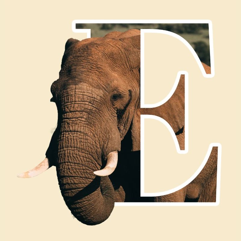 E Elephant Alphabet Tiere