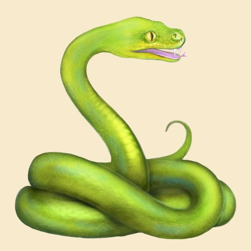 Der Grüne Python Schlange Dschungel Tier