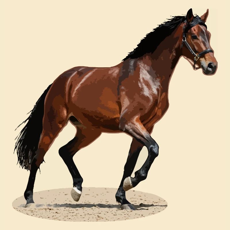 Selle Français 3