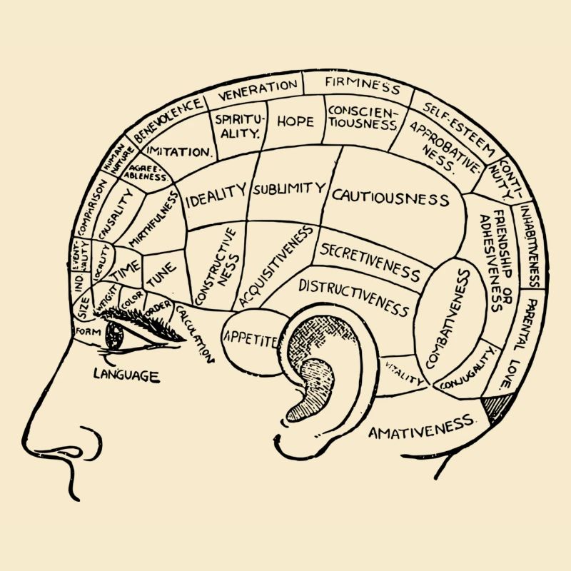 brain