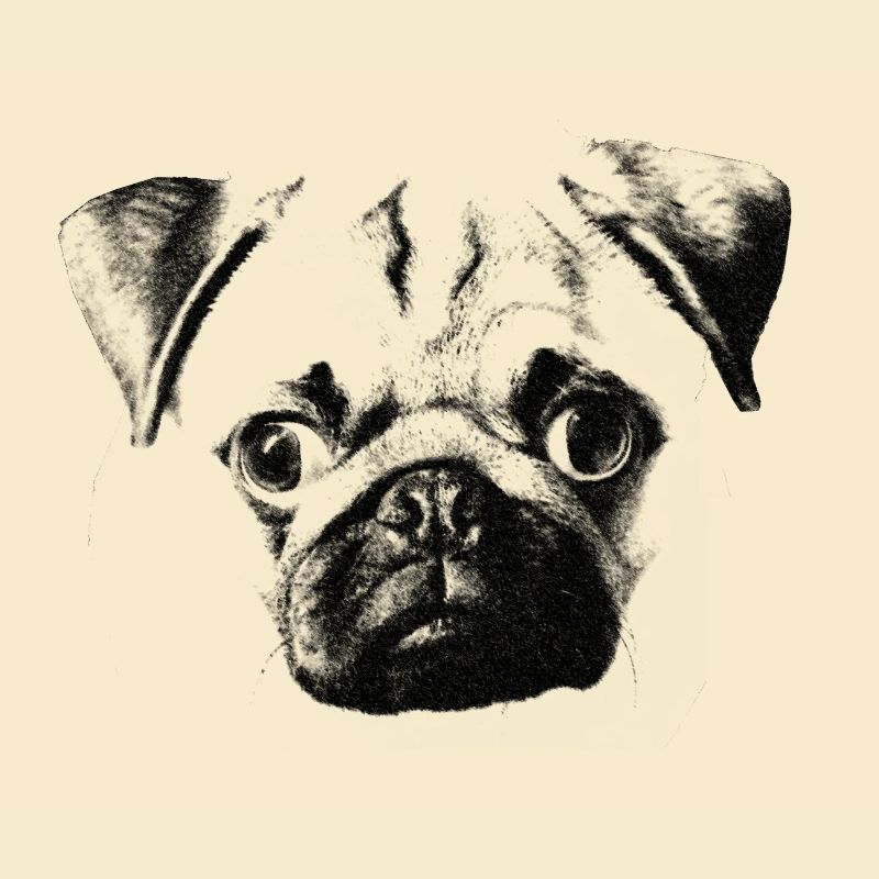 mopsgesicht