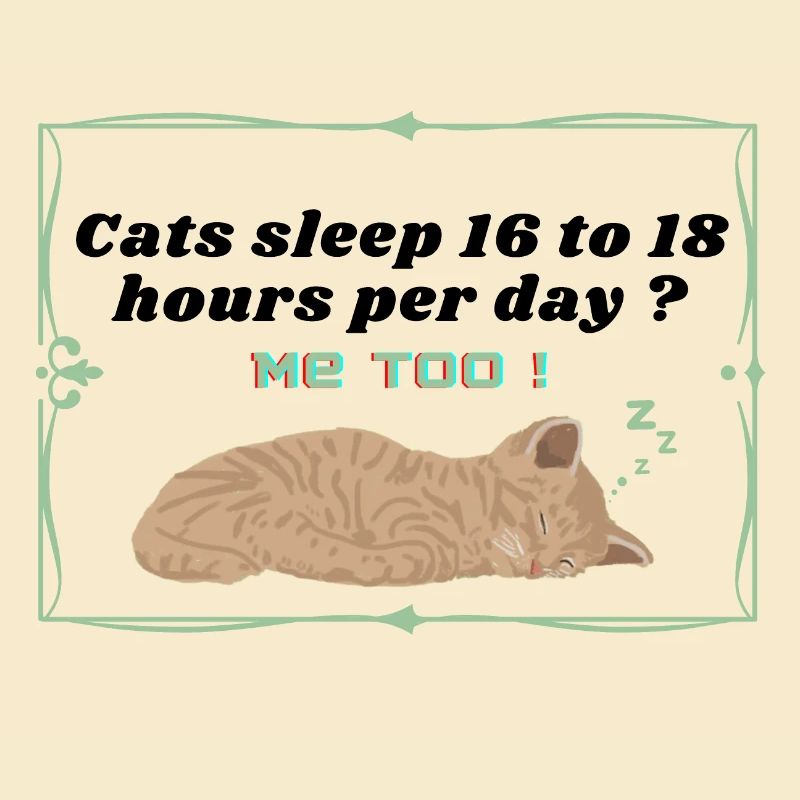 cats sleep