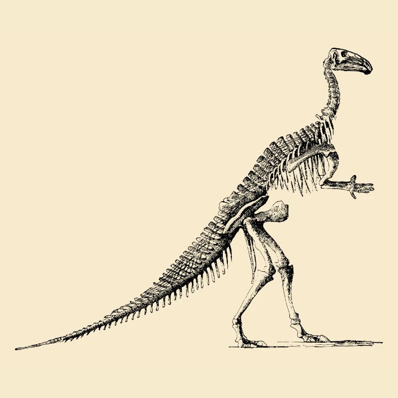 Dinosaurier Skelett Iguanodon