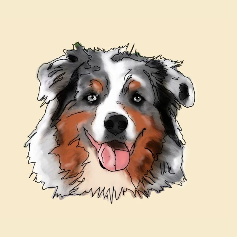 Australian Shepherd