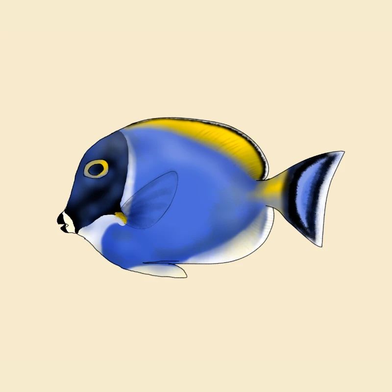 ACANTHURUS LEUCOSTEMON