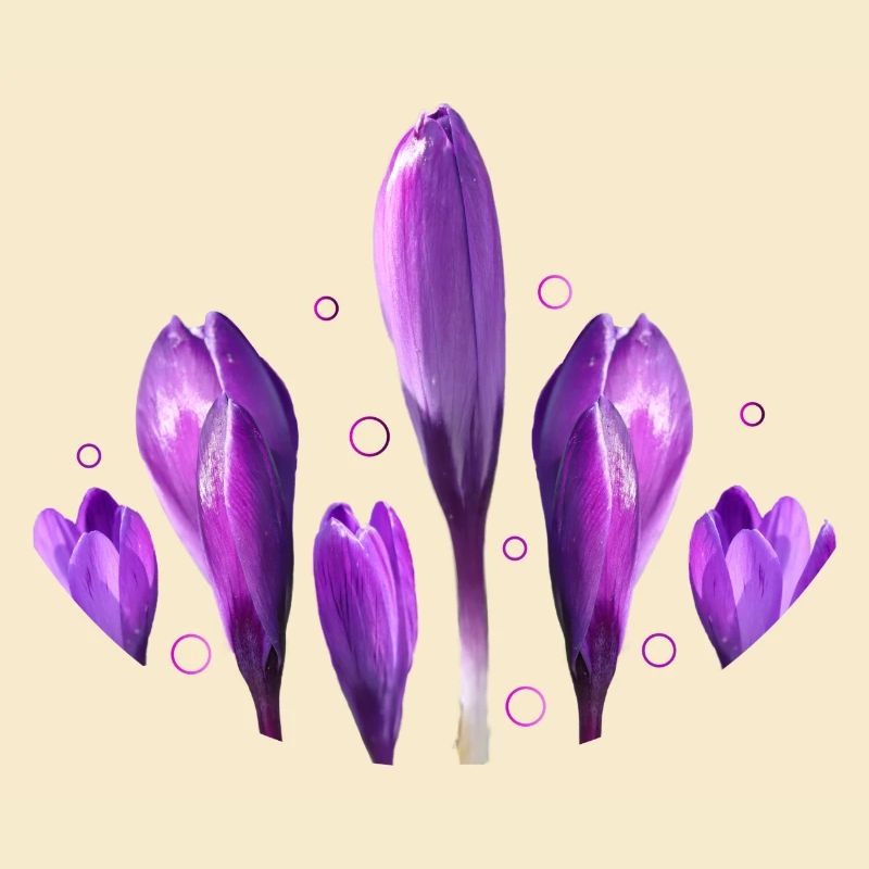 Crocuses Spring Spring Beginning