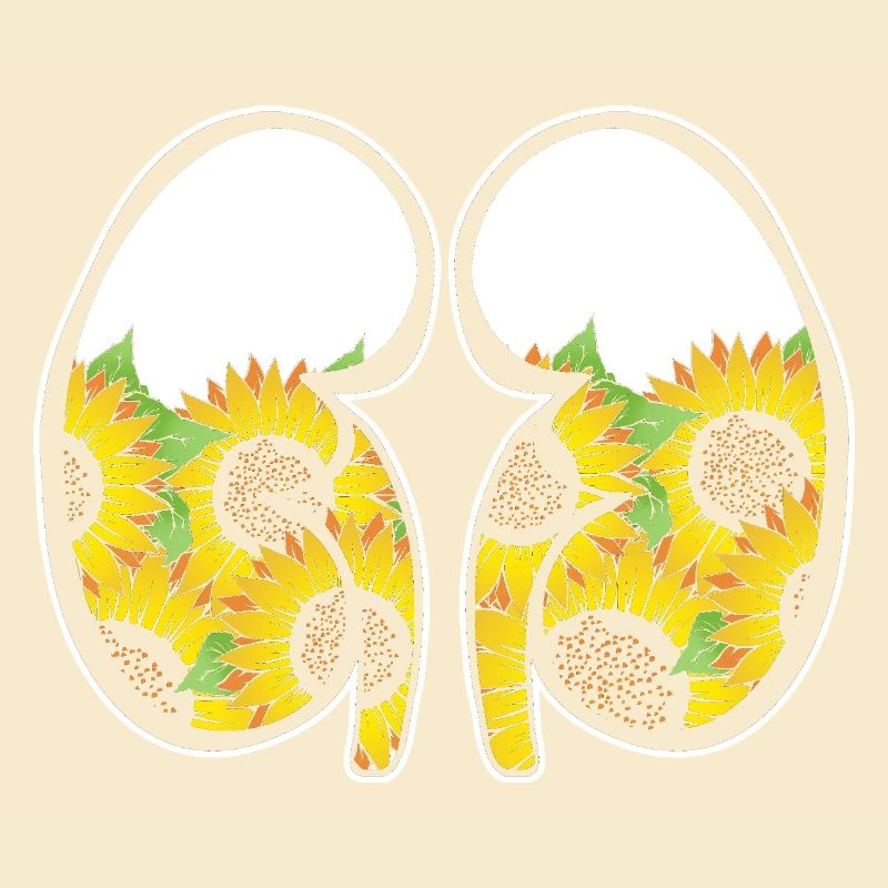 Organspende Transplantation Nierenspender