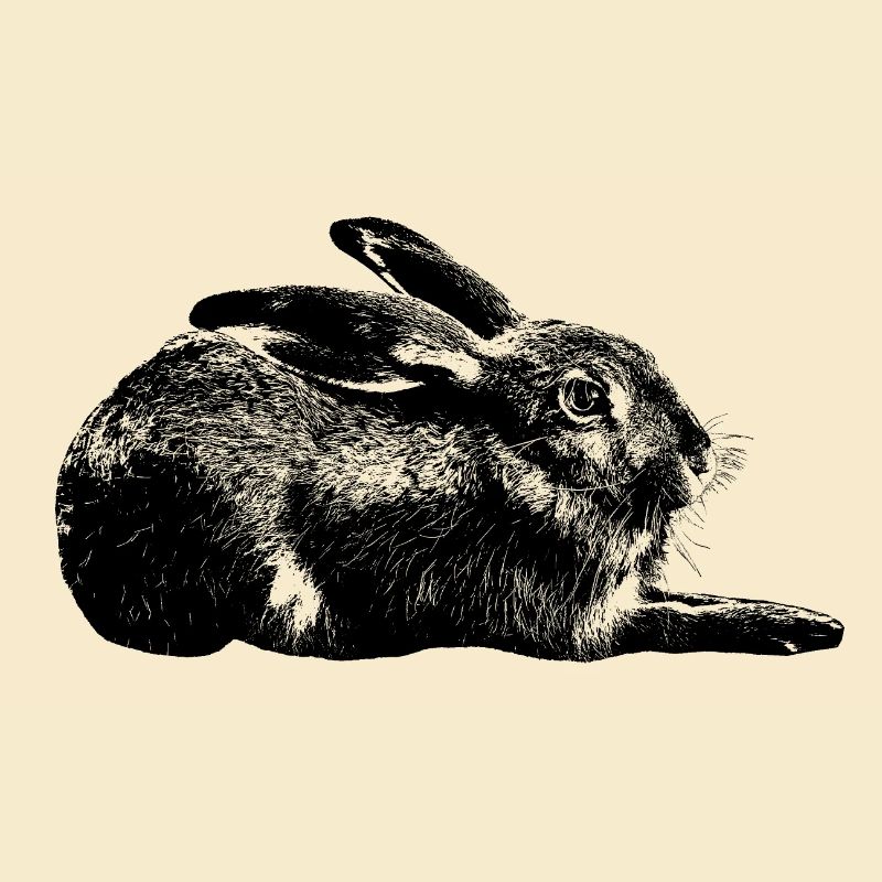 Hase / european hare / rabbit