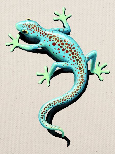 spotted gecko