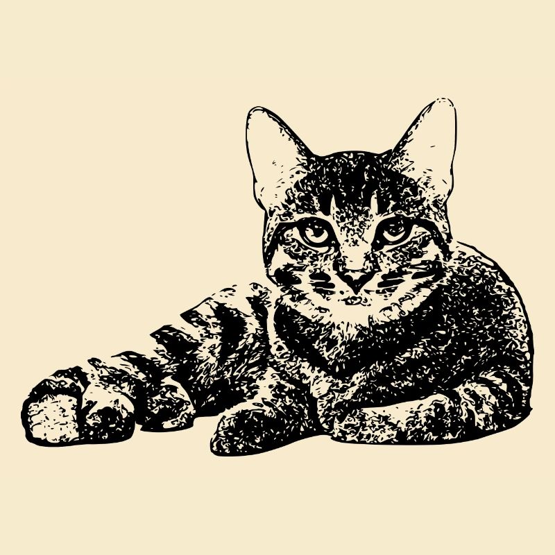 Chat gueule de bois chat kot kat chat