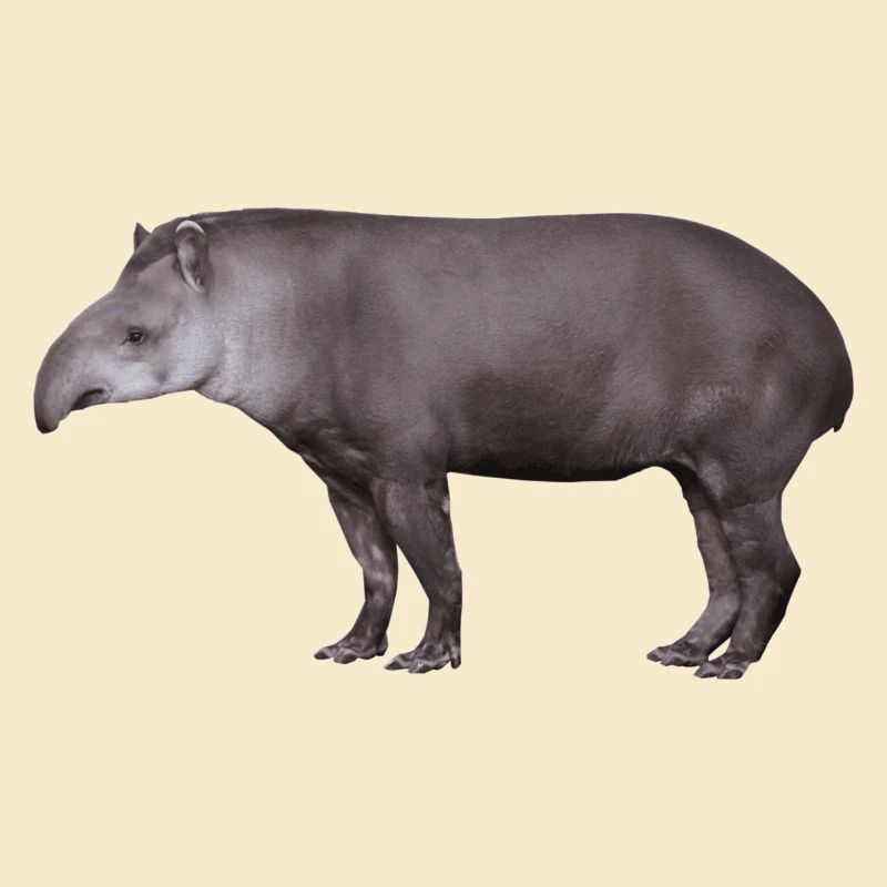 Der Tapir, Schwein oder Elefant?