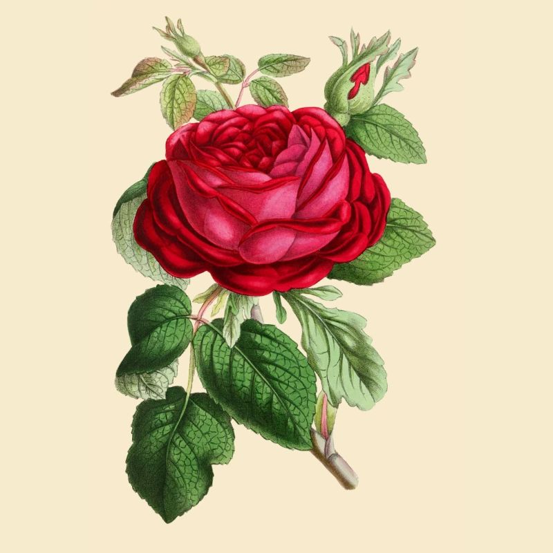 Rose