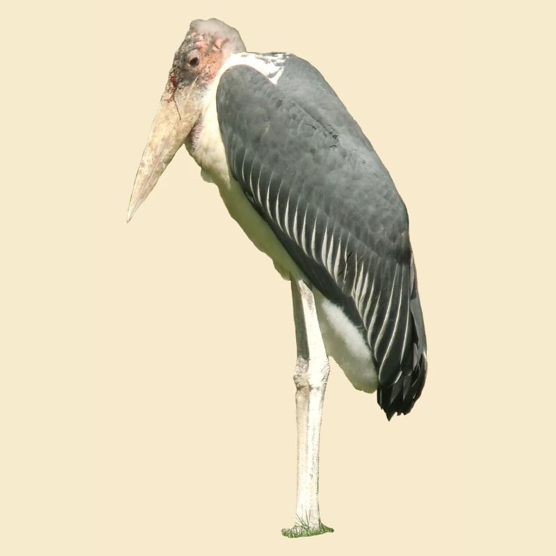 Marabu