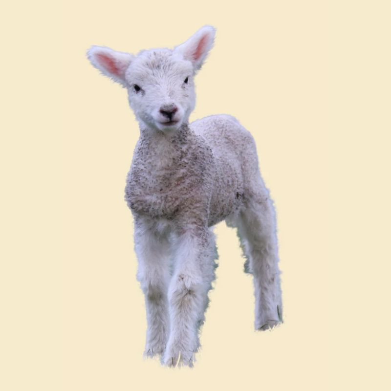 cute lamb - süßes Lamm