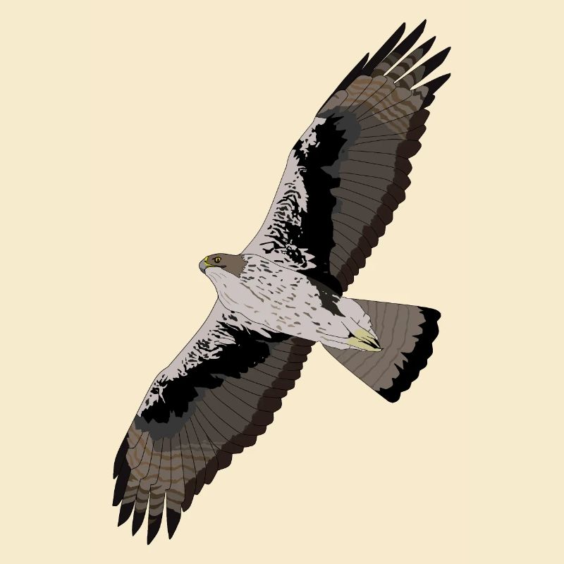 Bonelli's Eagle