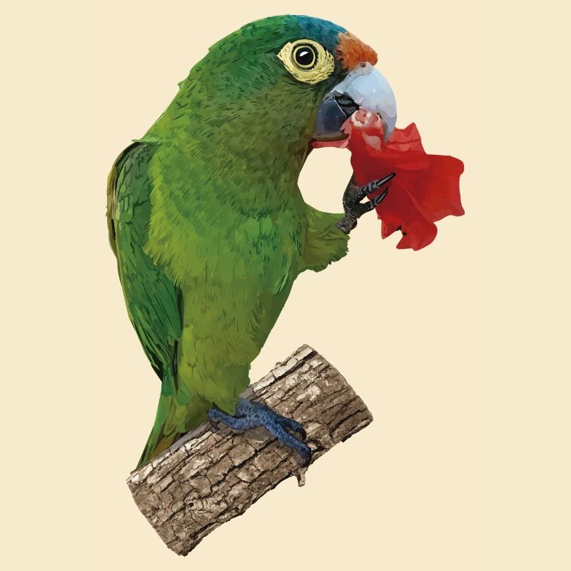 Perruche à front orange