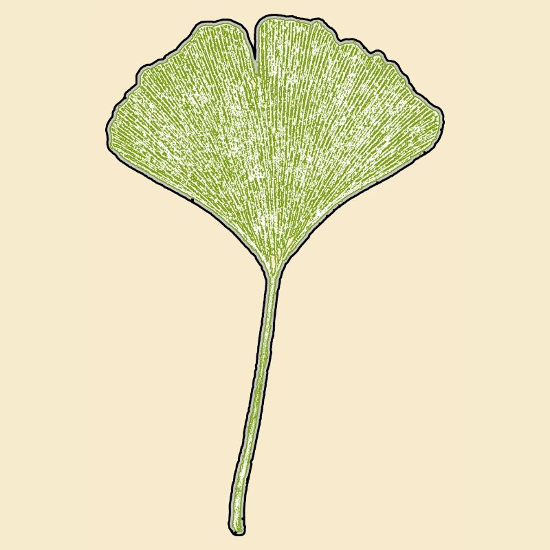 Gingko Leaf