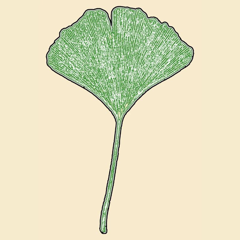 Gingkoblatt