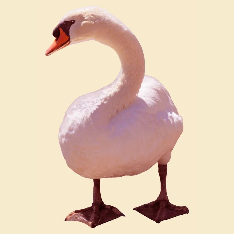 Swan