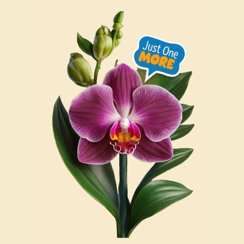 Nur noch eine Orchidee