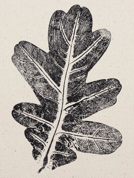Eichenblatt / Botanik Blatt - Natur & Wald