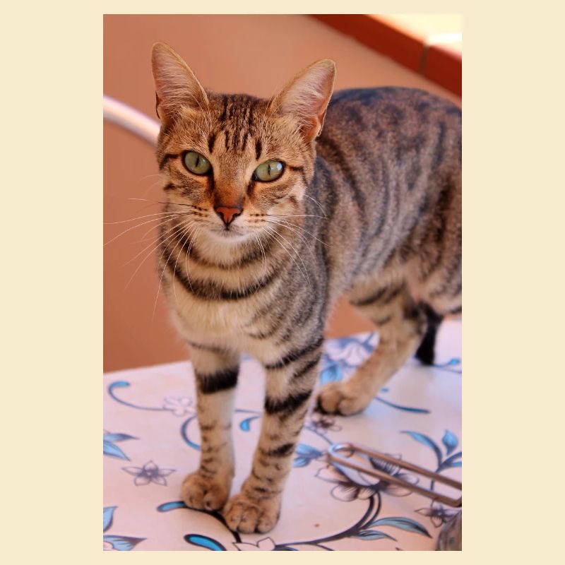 chat, chaton