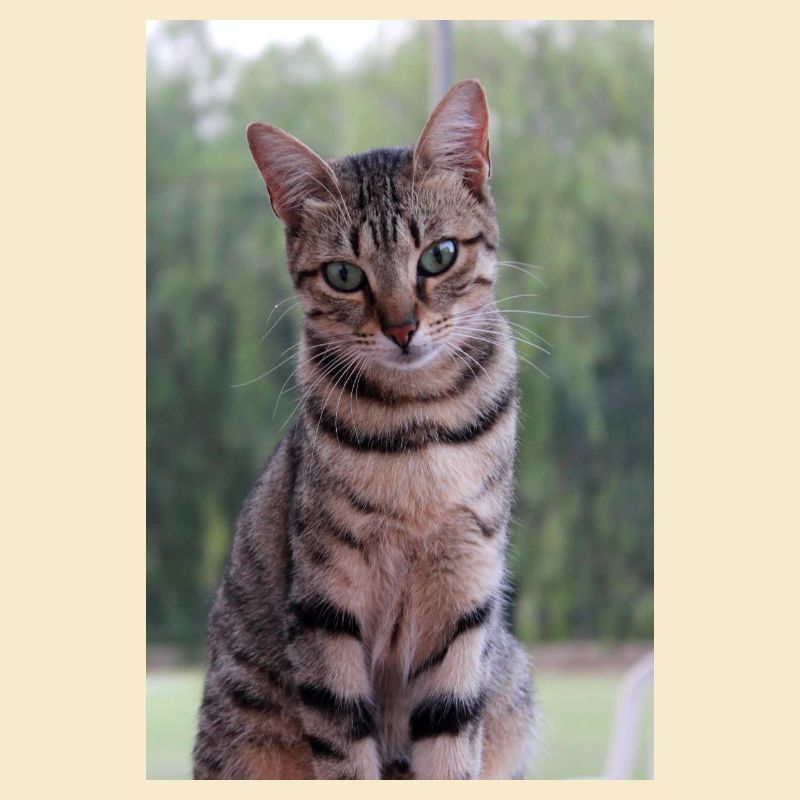 Chat chat chaton doux