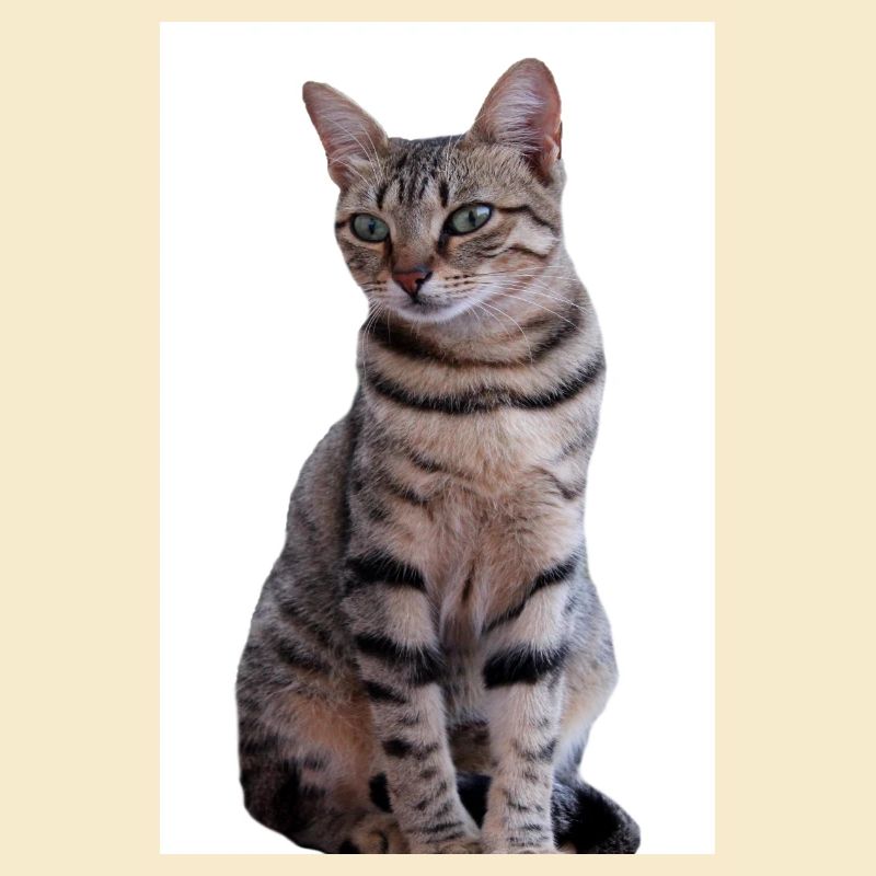 Chat chat noir chaton