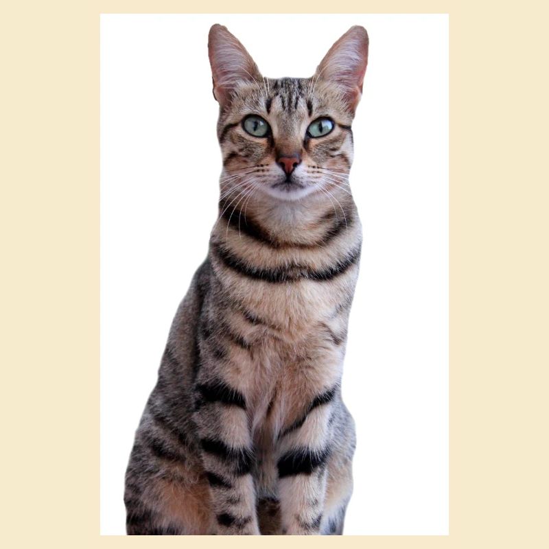 Cat Kitten