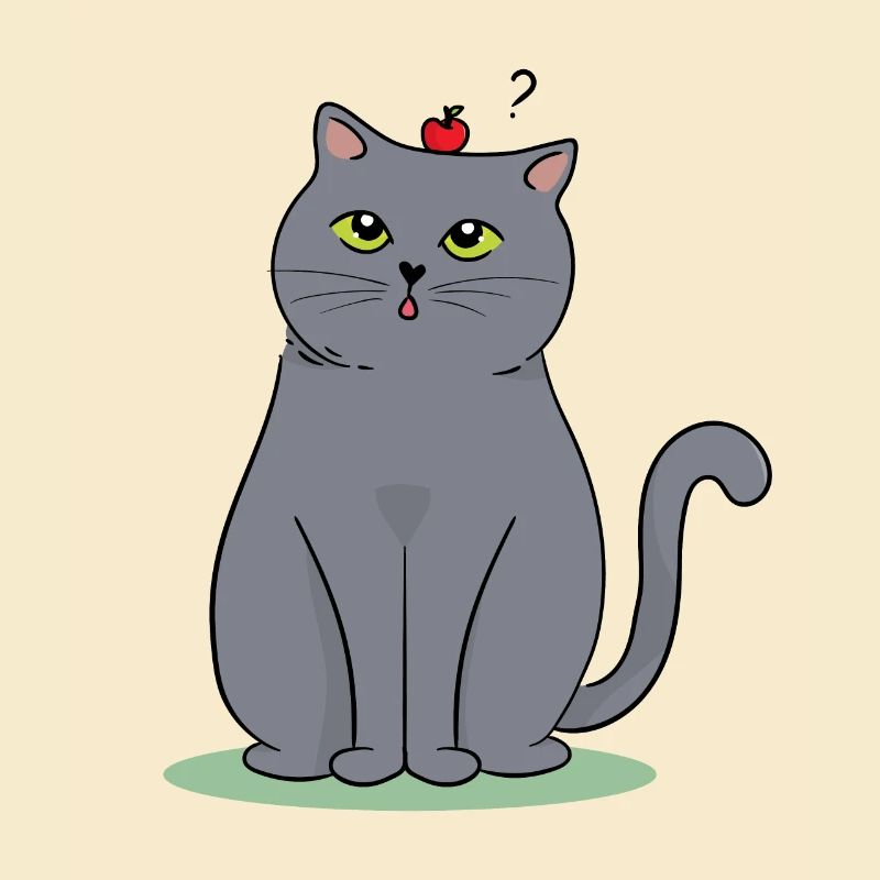 Britisch Kurzhaar Katze