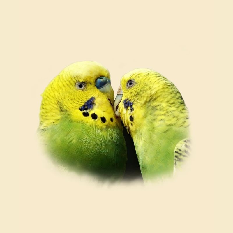 Perruches baiser oiseau design cadeau