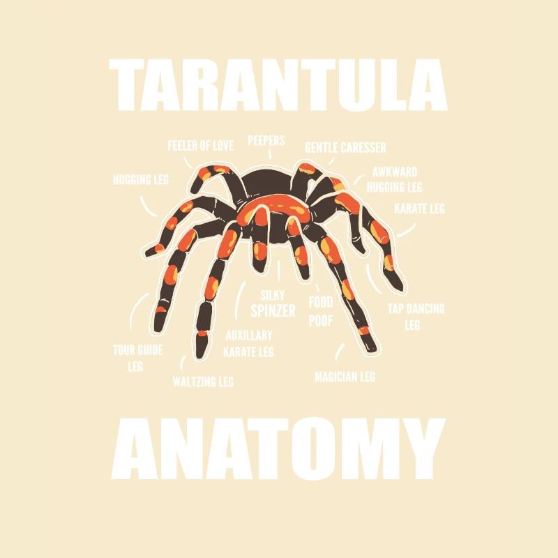 Science Araignées Araignées Anatomie d’araignées
