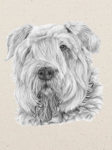Bouvier Des Flandres