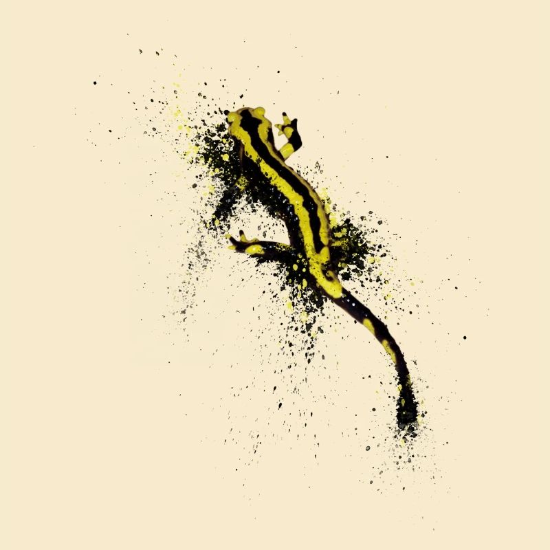 Gefleckte Salamander