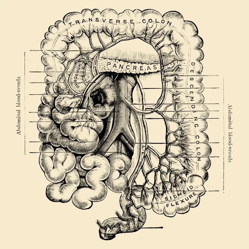 Corps humain - Système digestif
