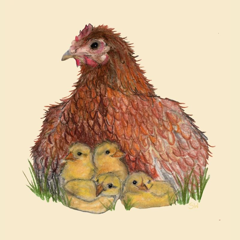 Huhn mit Küken in Wiese