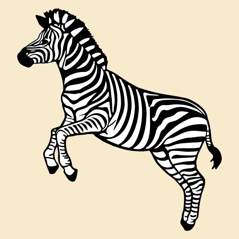 zebra Botswana Zèbre des plaines