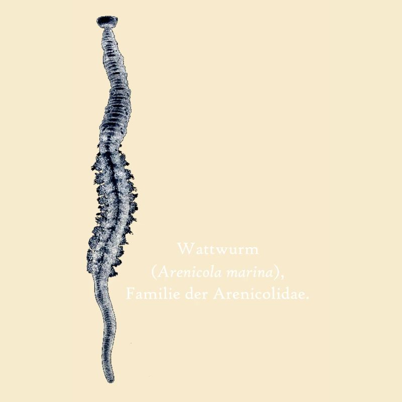 Wattwurm hell