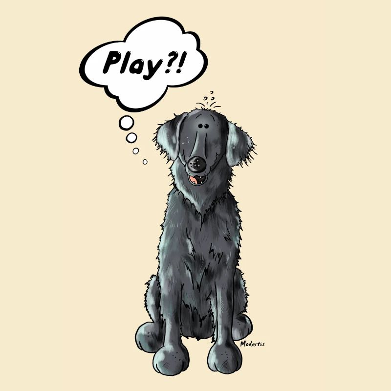 Flat Coated Retriever Play